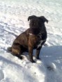 Fenka, 2 roky, X cane corso a boxera